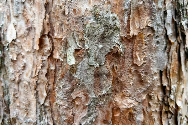 Textura Corteza Árbol Primer Plano Blank Para Diseñadores — Foto de Stock