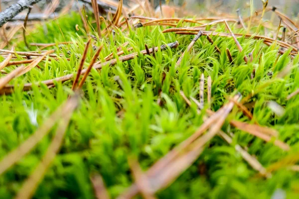 Bellissimo Muschio Verde Giovane Con Aghi Pino — Foto Stock