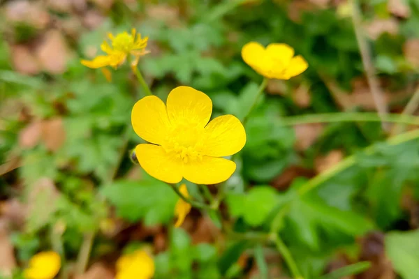 Leuchtend Gelbe Wildblume Einem Sonnigen Tag — Stockfoto