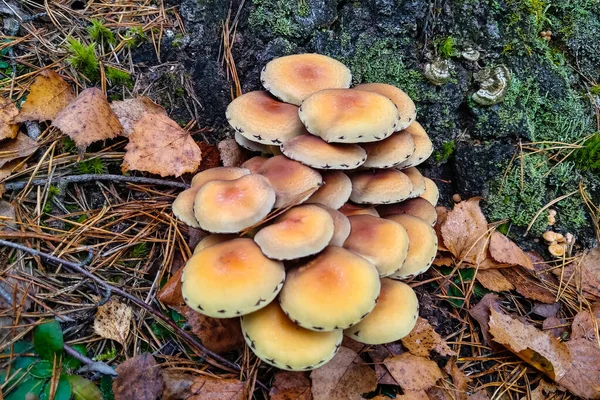 Petits Champignons Poussent Sur Tronc Arbre Dans Forêt — Photo