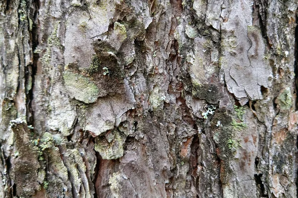 Großaufnahme Auf Einem Baumstamm Einem Kiefernwald Hintergrund Textur — Stockfoto