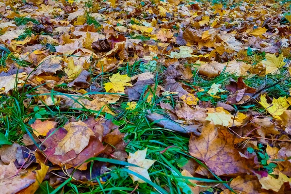 Сухие Листья Лежат Зеленой Траве — стоковое фото