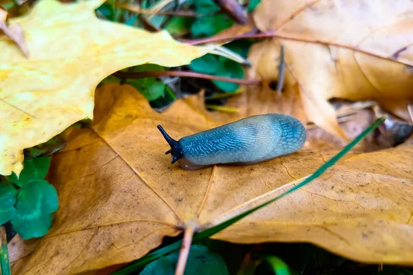 Scivolare Una Foglia Gialla Nel Parco Autunno — Foto Stock