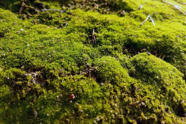 森の中の緑の若い苔の眺め — ストック写真