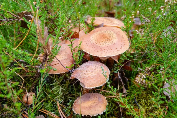 Hermosas Setas Jóvenes Crecen Hierba Verde — Foto de Stock