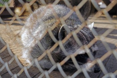 Kafesin arkasındaki tahta zeminde bir rakun var..