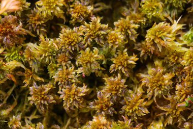 Sonbaharda bir bataklıkta sarı bitkilerin etrafını sarın..