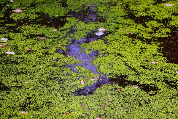 Vista Superior Água Pântano Com Vegetação Verde — Fotografia de Stock