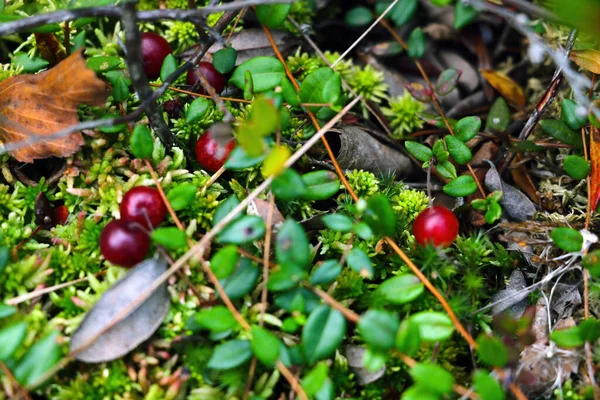 Cranberries vermelhas no pântano. baga útil. Usado em medicina e cosmetologia. — Fotografia de Stock