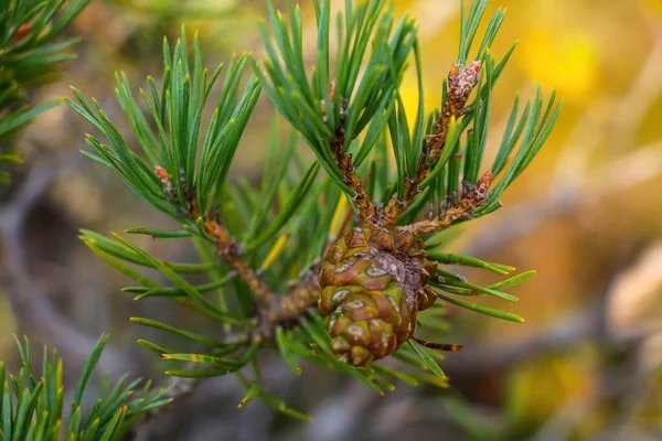 Schöne junge grüne Kegel in einem Kiefernwald. — Stockfoto