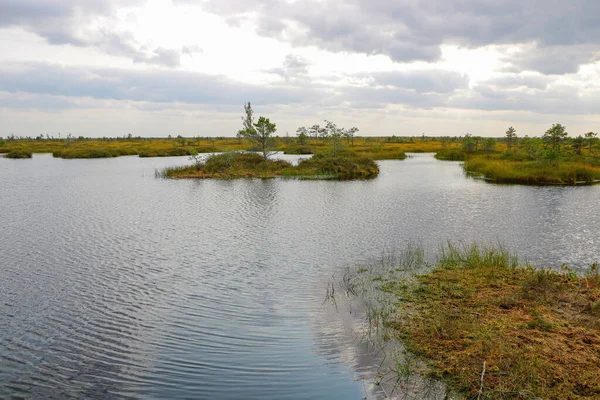 Вид на желтое болото осенью в облачный день. — стоковое фото