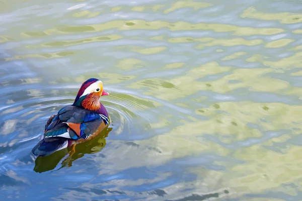 Een prachtige gekleurde eend zwemt in een vijver. — Stockfoto