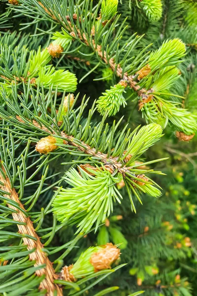 Green Branch Pine Spruce Close — Stock Photo, Image