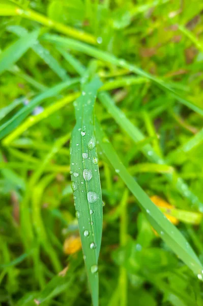 Yağmurdan Sonra Yeşil Çimenlere Çiy Veya Damlaları Düşer — Stok fotoğraf