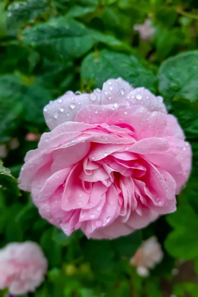 Rose Rose Dans Jardin Après Pluie Printemps Été — Photo