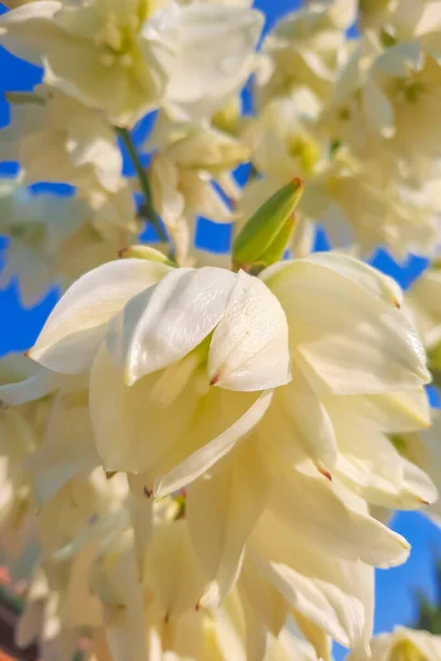Dolní Pohled Bílé Květy Proti Modré Obloze — Stock fotografie