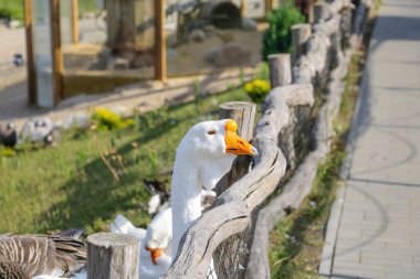 Kırsaldan dışarı bakan beyaz bir kazın yakın çekimi.
