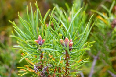 Ormanda ya da parkta bir çam ağacının genç yeşil dalı