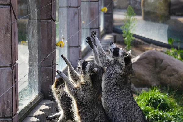 Los Mapaches Tiran Sus Patas Para Comer Foto Divertida Con — Foto de Stock