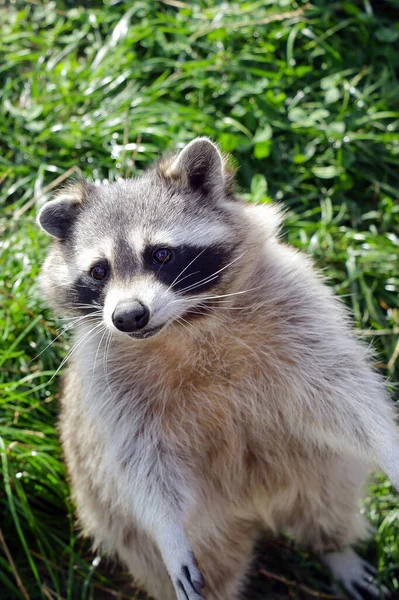 Beau Raton Laveur Est Assis Sur Ses Pattes Arrière — Photo