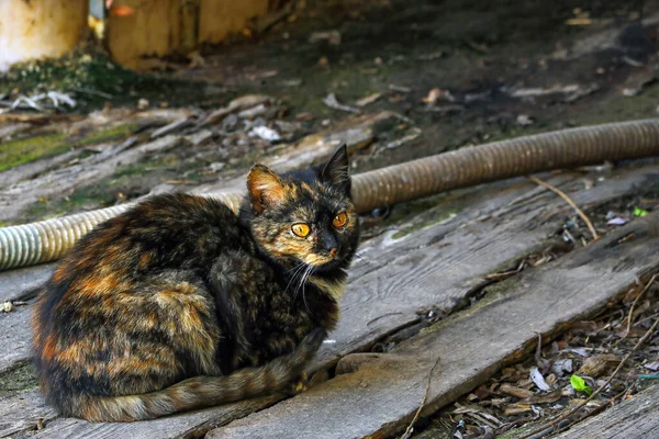 Gato Doméstico Escuro Bonito Senta Uma Placa Madeira Animais Estimação — Fotografia de Stock