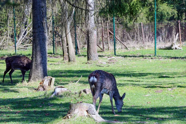 Sika Cervo Camminare Nella Foresta Rosicchiare Erba — Foto Stock