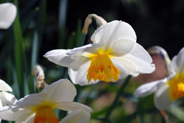 Close Flores Brancas Narciso Verão Primavera — Fotografia de Stock