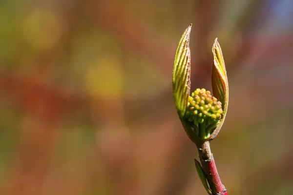 Una Rama Joven Manzano Florece Primavera —  Fotos de Stock