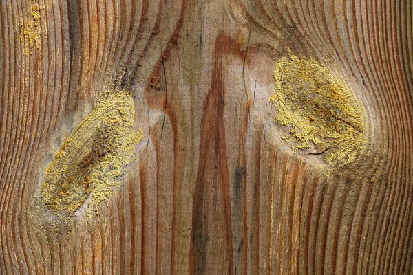 Dallı Bir Ağacın Yakın Çekim Dokusu — Stok fotoğraf