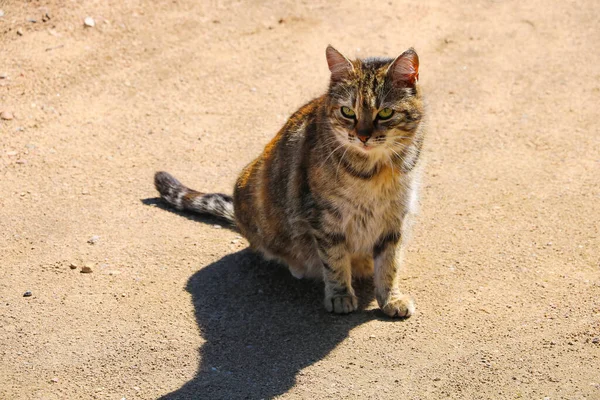 Domowy Piękny Kot Siedzi Ziemi Słonecznej Pogodzie — Zdjęcie stockowe