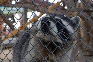 Rehabilitasyon parkında kafesin arkasında bir rakun.