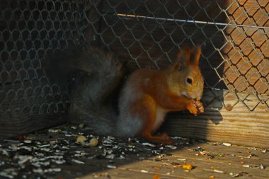 Güzel kabarık sincabın tohumları ve fındıkları var.
