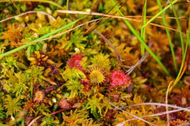 Güneşli bir günde sonbaharda bataklık gibi parlak bir bitki örtüsü