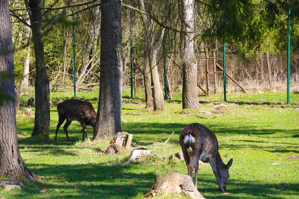 Sika Herten Lopen Een Open Plek Het Bos Eten Gras — Stockfoto