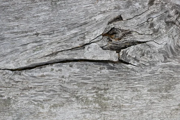 Nahaufnahme Graues Holz Textur Hintergrund Mit Einem Zweig — Stockfoto