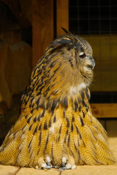 大きな大人の明るいフクロウは太陽の下で日光浴をしています — ストック写真