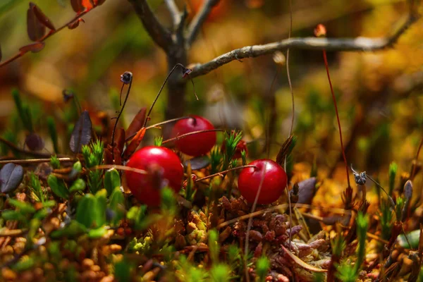 Cranberries Azedas Vermelhas Brilhantes Pântano Outono — Fotografia de Stock