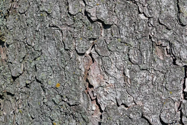 Texture Bark Tree Trunk Forest Background — Stock Photo, Image