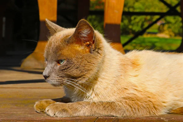 美丽的猫躺在阳光下晒太阳 — 图库照片