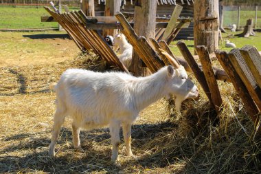 Güneşli bir günde saman yiyen beyaz keçi