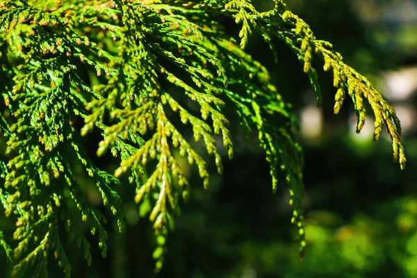 Young green branch of thuja in the garden. — Stock Photo, Image