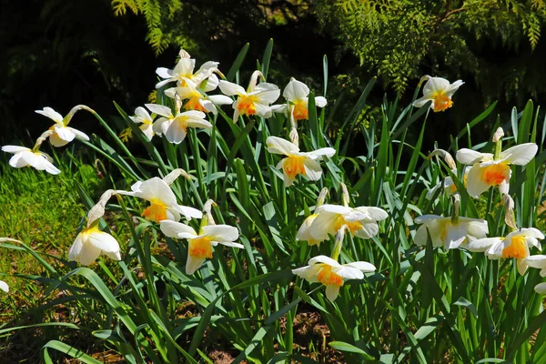 Close up de flores gladioli em um parque ou jardim na primavera. — Fotografia de Stock