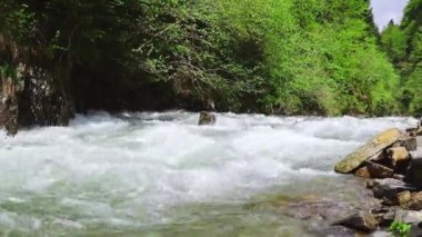 Ağaçların arka planında hızlı soğuk nehir.
