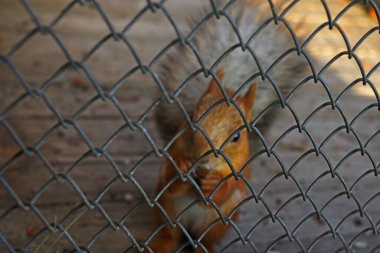 Out of focus. Behind the cage, the squirrel eats a nut