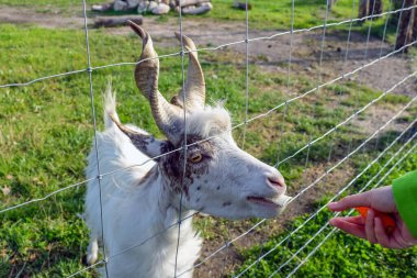 Büyük bir keçi bir adamın elinden havuç yiyor.