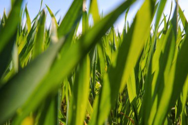 Yeşil arpa kökleri ya da buğday yakın çekim. Tarım.
