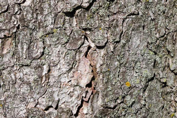 Close-up van de stam van een boomschors. Achtergrond. — Stockfoto