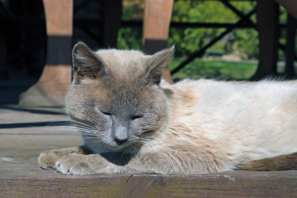 猫は目を閉じて木の床に横になっている。. — ストック写真