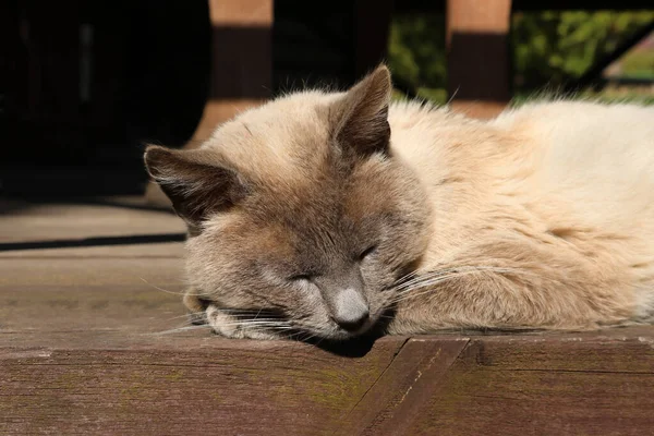 美しい国内猫がポーチと太陽の下で背中に横たわっています。ペット. — ストック写真