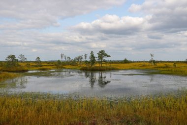 Sonbaharda bataklıkta küçük bir göl